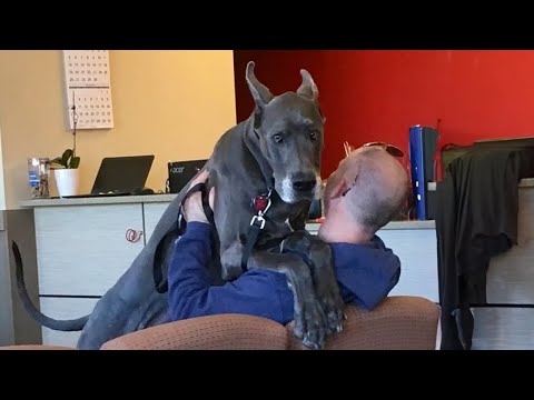 Big dogs can be scared at the vet too! 🤣Funny Dog Reaction