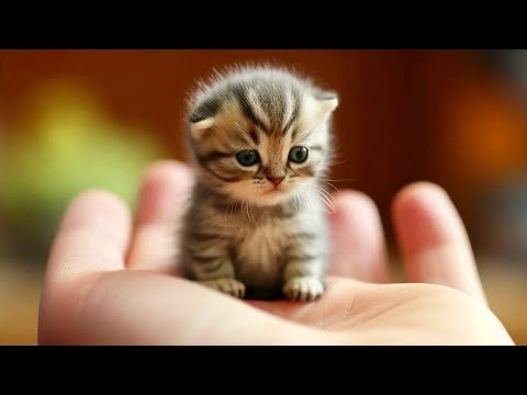 Trending Funny Animals 😂 Funniest Dogs and Cats 😹🐶 Part 27