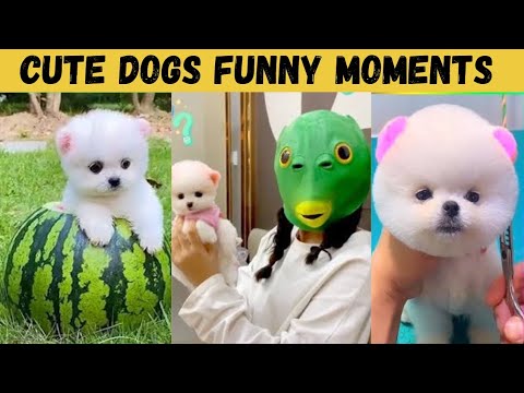 Cute dog moments Compilation Part 207| Funny dog videos in Bengali