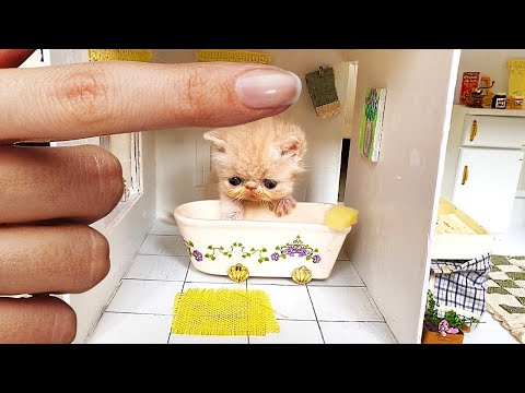 Best Funny Animal Videos Of The 2023 🤣 – Funniest Cats And Dogs Videos 😺😍