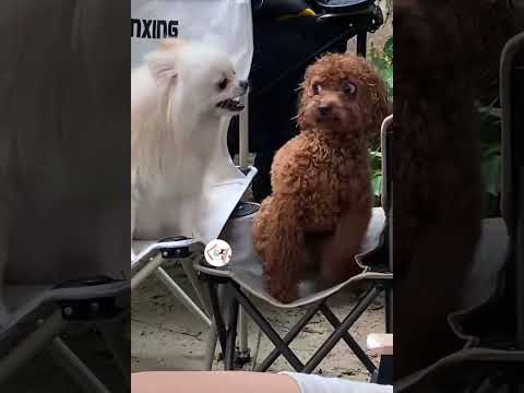 LOL, So Funny Dogs Moments Latest Funny Dog Shorts Videos Compilations 🐶😂😂 -EPS705