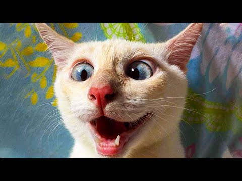 Funny Cats And Dogs Videos 🤣 – Funniest Animal Videos 2023! 🥰