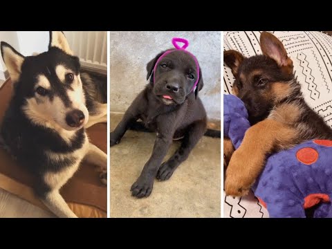 TIK TOK Doggos That Will Make You Laugh 😂 Cutest TikTok Puppies