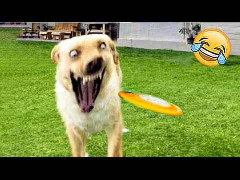 Dogs Doing Funny Things 🐶😹 – Funniest Animals 2023 | Pets Island