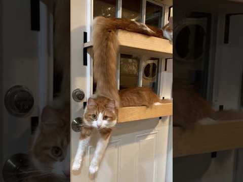 Funny animals 2023😆 – Funniest Cats and Dogs Video🐕🐈271 #shorts