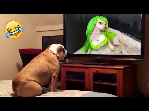 The Funniest Dogs Videos Ever – Funniest Animals 2023 😺🐶 | Pets Island