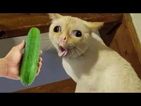 Funniest Cats and Dogs 😺🐶 Funny Animals 2023 😍 Part 26