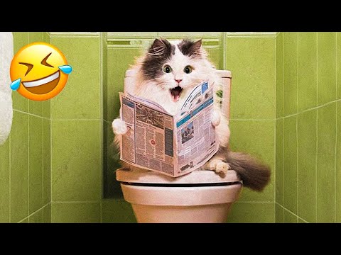 Funniest Animal Videos 2023🤣 – Funny Cats😹 and Dogs🐶 Videos!