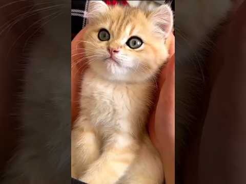 Funny animals 2023😆- Funny cats and dogs videos 🐈🐕P-27 #shorts