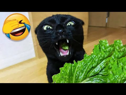 Best cat and kitten videos for a good mood! 😻Funniest Animals 2023😂