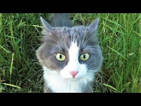 Funny animals – Funny cats / dogs – Funny animal videos 296