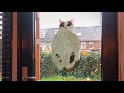 Best Funny Animal Videos Of The 2023 🤣 – Funniest Cats And Dogs Videos 😺😍