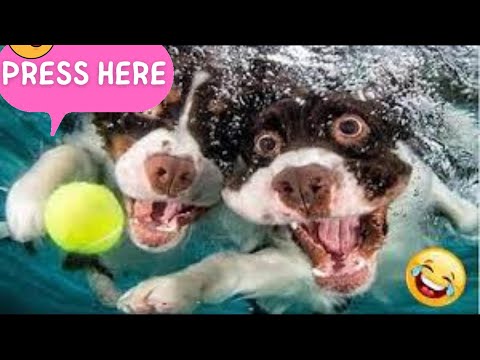 Funny Animal Videos  😁 – Funniest Dogs and Cats Videos 🥰