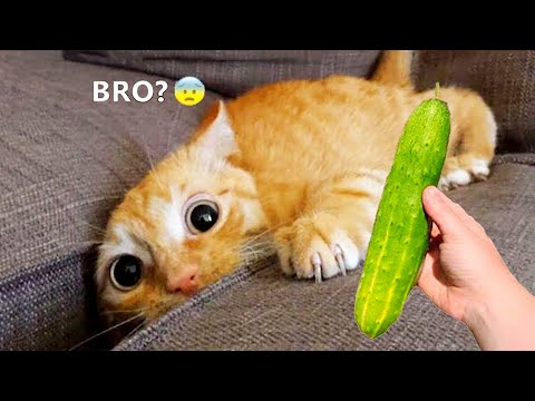 You Laugh You Lose 😍 Funniest Cats and Dogs 😹🐶 Part 9