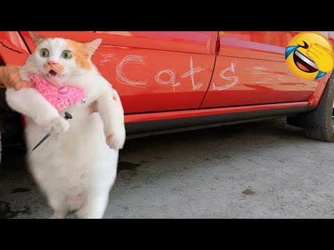 Best Funny Animal Videos Of The 2023 🤣 – Funniest Cats And Dogs Videos 😺😍