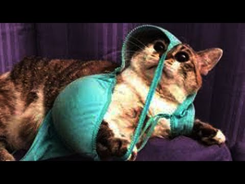 New Funny Animals 😂 Funniest Cats and Dogs Videos 😺🐶 #19