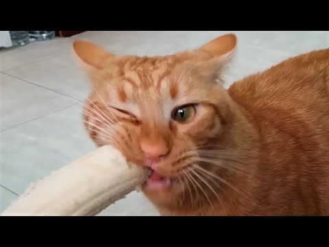 Funny animals – Funny cats / dogs – Funny animal videos 297