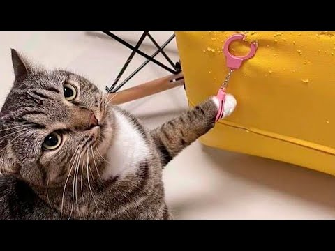 Best Funny Animal Videos Of The 2023 🤣 – Funniest Cats And Dogs Videos 😺😍