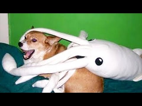 Funny Cats And Dogs Videos 🤣 – Funniest Animal Videos 2023! 🤗