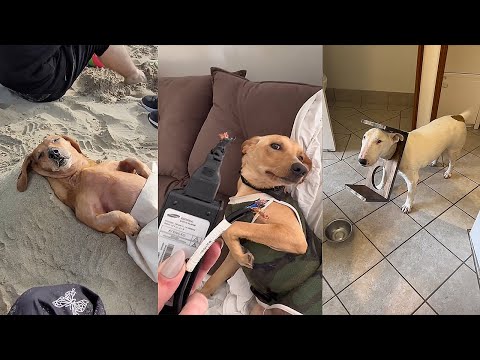 Dogs Doing Funny Things 😂 Best of July 2023