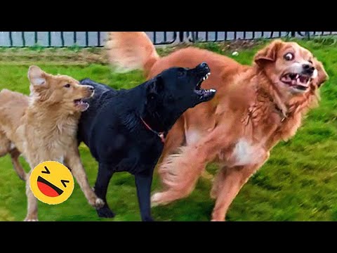 New Funny Animals 😅 Funniest Dogs And Cats Videos 2023🐶😺 #3