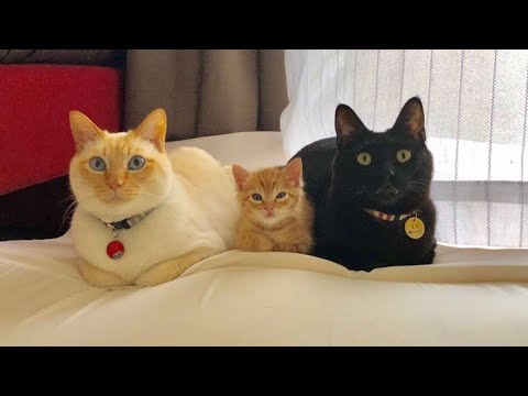 😂 Funniest Cats and Dogs Videos 😺🐶 || 🥰😹 Hilarious Animal Compilation №97