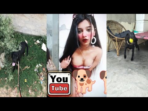 Bajrangi Lebra dog 🐶 | cute Lebra puppy | dog funny videos | street puppy videos |#dog #lebra