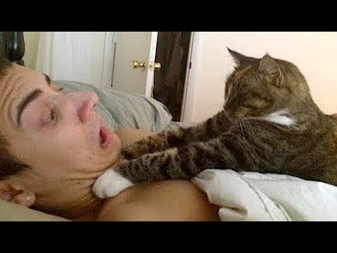 FUNNIEST CAT AND DOG VIDEOS 2023