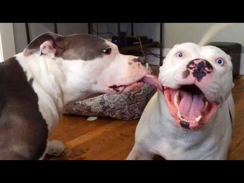 Any problems, dude! Funny videos with Pitbull dogs 🐶