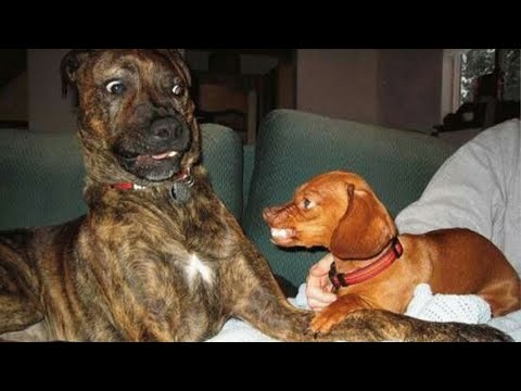 Hilarious Big Dog Has A Meet Cute With Puppy! | FUNNIEST Dogs Video