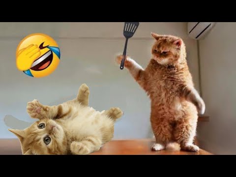 New Funny Animals 😂 Funniest Cats and Dogs Videos 😺🐶 | Funny Cat Video 2023