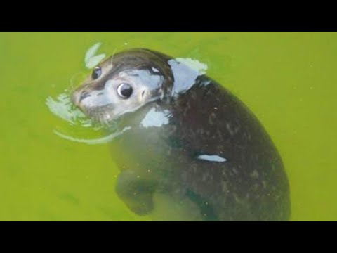 The FUNNIEST Animals | Best Compilation 🤣