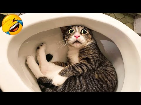 1 Hour Trending Funny Dogs And Cats Videos 😂 Funniest Cats and Dogs 😸🐶