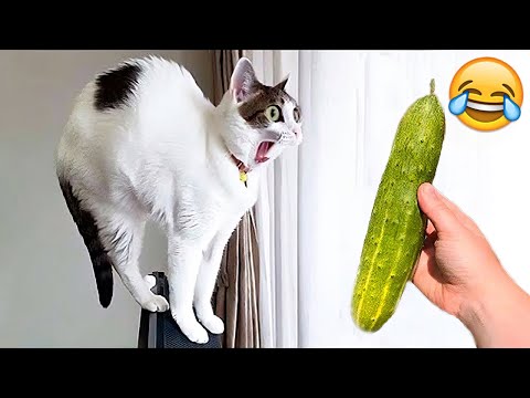 Funny Cats And Dogs Videos 🐱🐶 Funniest Animals – Videos of Funny Animals ZZZ Part 35