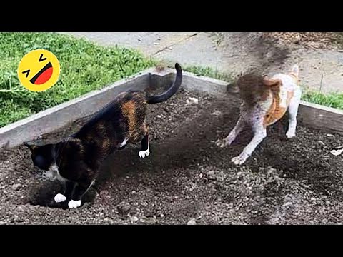 Funniest Cats And Dogs Videos 😁 – Best Funny Animal Videos 2023 🥰