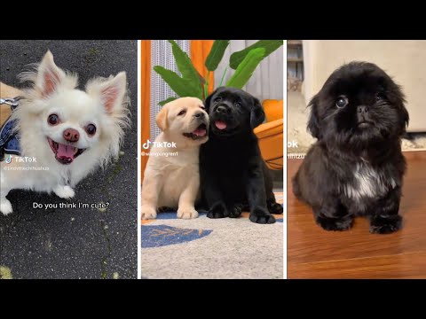 Happy Doggos Compilation 🐶😄  Heartwarming Dog Videos  🐶🐾