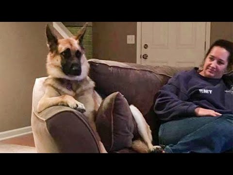 Sometimes My Dog Forgets He Is a Dog 😂 Funny Dogs and Cats Videos 😸🐶