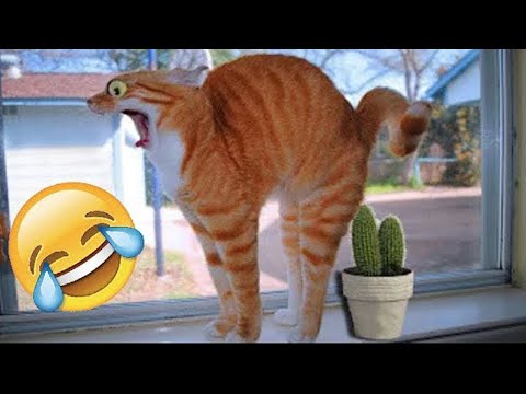 1 Hour Trending Funny Animals 😅 Funniest Cats and Dogs 😹🐶