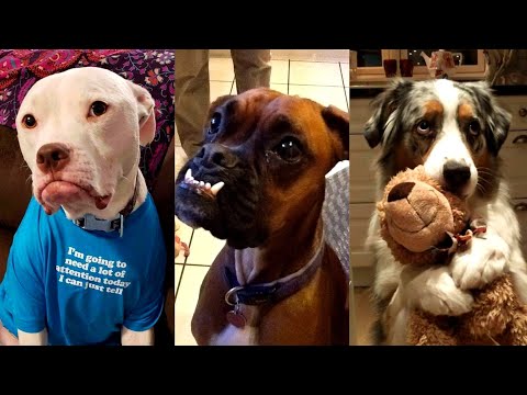 Dogs Videos But Try Not To Laugh🤣😂Part 80