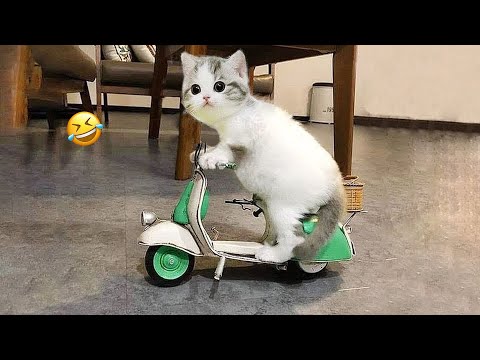 1 Hour Trending Funny Dogs And Cats Videos 😂 Funniest Cats and Dogs 😸🐶