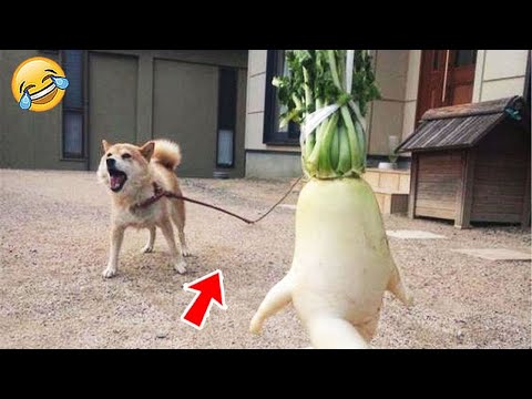 FUNNIEST CAT AND DOG VIDEOS 2023