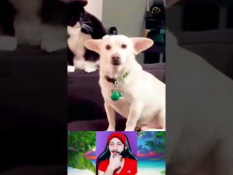 Funny Animal Videos 2023 😅 – Funniest Dogs and Cats Videos 😁