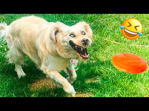 Funny Animal Videos 2023 😅 – Funniest Dogs and Cats Videos 🥰 #31