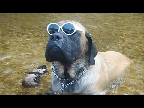 Top Trending Funny Animals 😅 Funniest Cats and Dogs 😹🐶