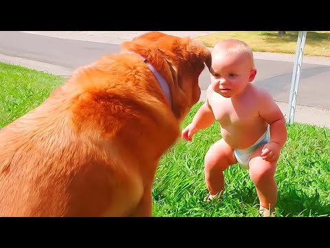 🔴[LIVE] Funny Dog vs Cute Baby: Who Will Win? || Cool Peachy