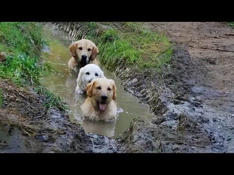 Oh ! Have a dog truly make your life change   Funny Dogs Video