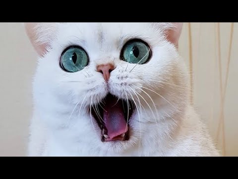 😂 Funniest Cats and Dogs Videos 😺🐶 || 🥰😹 Hilarious Animal Compilation №90