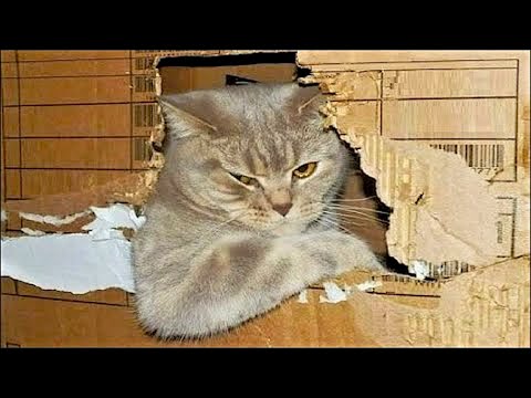 Funny animals – Funny cats and dogs – Funny animal videos 2023🤣