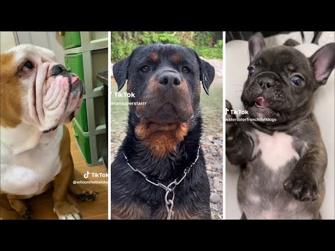 Funny Dog Videos 😅 YOU LAUGH YOU LOSE! 🤣 (NEW)