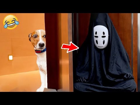 FUNNIEST CAT AND DOG VIDEOS 2023